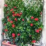 Apartman Terranera *