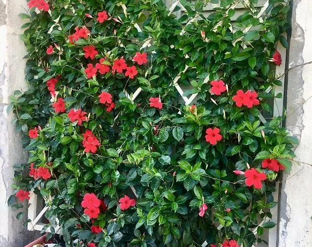 Apartament Terranera *